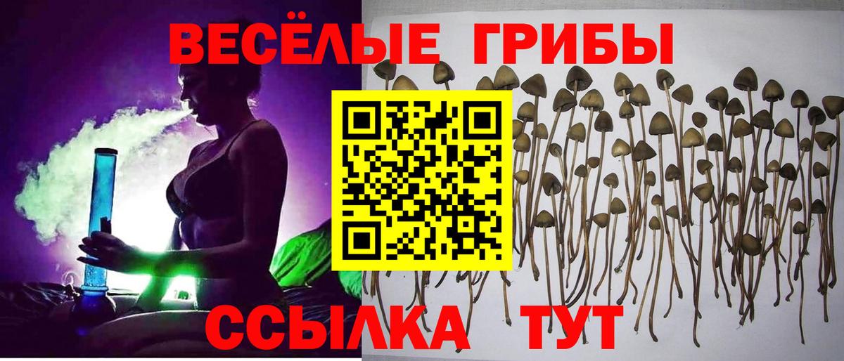Галлюциногенные грибы Cubensis Усть-Джегута
